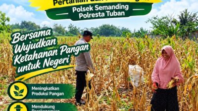 Polri Dukung Astacita, Polsek Semanding Polresta Tuban Turun Cek Tanaman jagung milik Warga di Desa Tegalagung