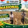 Dukung Ketahanan Pangan Nasional, Polsek Bangilan Monitoring Tanaman Jagung