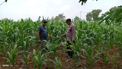 Dukung Asta Cita Presiden, Polsek Tambakboyo Cek Lahan Jagung Warga untuk Ketahanan Pangan