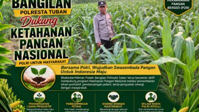 Dukung Ketahanan Pangan Nasional, Polsek Bangilan Aktif Dampingi Petani Jagung