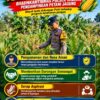 Mendukung Program Ketahanan Pangan, Bhabinkamtibmas Monitoring Pertumbuhan Jagung