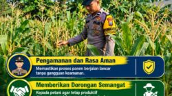 Mendukung Program Ketahanan Pangan, Bhabinkamtibmas Monitoring Pertumbuhan Jagung