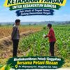Anggota Polsek Singgahan Polresta Tuban Turun Cek Tanaman jagung Warga di Desa Mulyoagung