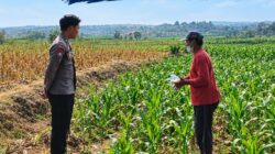 Anggota Polsek Singgahan Polresta Tuban Turun Cek Tanaman jagung Warga di Desa Mulyoagung