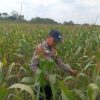 Polri Dukung Astacita, Polsek Semanding Polresta Tuban Turun Cek Tanaman jagung milik Warga di Desa Ngino