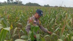 Polri Dukung Astacita, Polsek Semanding Polresta Tuban Turun Cek Tanaman jagung milik Warga di Desa Ngino