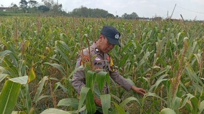 Polri Dukung Astacita, Polsek Semanding Polresta Tuban Turun Cek Tanaman jagung milik Warga di Desa Ngino