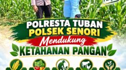 Dukung Program Asta Cita Presiden, Anggota Bhabinkamtibmas Polsek Senori Polresta Tuban Lakukan Pemantauan Tanaman Jagung Warga Desa Wanglukulon