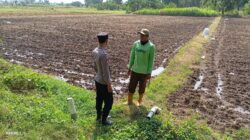 Dukung Swasembada Pangan, Bhabinkamtibmas Polsek Tambakboyo Cek Lahan Sawah Siap Tanam
