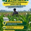 Mendukung Program Ketahanan Pangan, Bhabinkamtibmas Monitoring Pertumbuhan Jagung