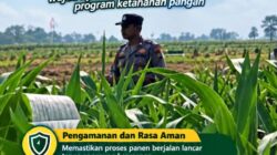 Mendukung Program Ketahanan Pangan, Bhabinkamtibmas Monitoring Pertumbuhan Jagung