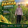 Polsek Plumpang Polresta Tuban Turun Langsung Cek Tanaman Jagung Warga