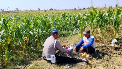AIPDA Sumindar Cek Perkembangan Tanaman Jagung Warga, Dukung Ketahanan Pangan di Wilayah Kenduruan