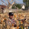 POLSEK BANCAR WUJUDKAN KETAHANAN PANGAN NASIONAL MELALUI SINERGI DENGAN PETANI JAGUNG DESA NGAMPELREJO