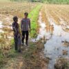 Dukung Ketahanan Pangan, Bhabinkamtibmas Polsek Tambakboyo Cek Lahan Pasca Panen di Area Persawahan