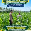 Anggota Polsek Singgahan Polresta Tuban Turun Cek Tanaman jagung Warga di Desa Tingkis