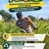 Mendukung Program Ketahanan Pangan, Bhabinkamtibmas Monitoring Pertumbuhan Jagung