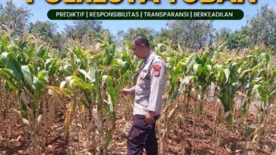 Dukung Ketahanan Pangan Nasional, Polsek Bangilan Monitoring Tanaman Jagung